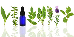 aromatherapy herbs